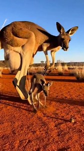 Mother Kangaroo Hops with Baby Joey 🦘 Mother kangaroo & baby joey hopping in the Australian outback 🦘💛 #Kangaroo #Wildlife #Joey #CuteAnimals #ViralReels | WildNova