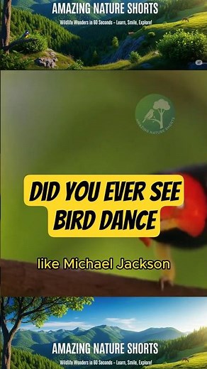 You Won't Believe the SECRET to Bird Dancing like Michael Jackson