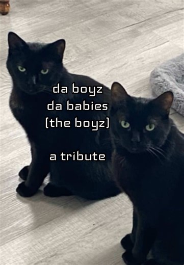 they turn 7 on May 23rd 2026 🖤 Such sweet sweet good boyz