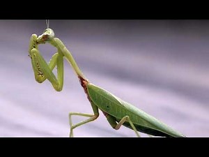 Life Cycles of Insects