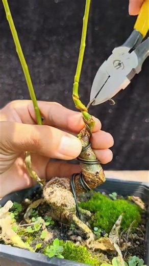 How to Make a Bonsai Tree at Home 🌱 | Easy Bonsai Tree Making for Beginners