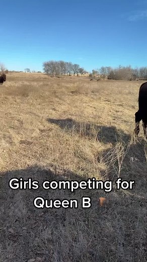Boss Cow challenge #bison #oklahoma #ranchlife #farmlife #bisonbison #bisonlover #bisonlovers #bisonph #buffalobisons #americanbison #bisonofinstagram #bisonunion #bisonnation #bisonranch #bisonpride #ilbisonte #bisonlove #gobison #wildbison #mammal #animals #wildlife #buffalo #thisisoklahoma
