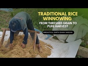 Traditional Rice Winnowing – From Threshed Grain to Pure Harvest