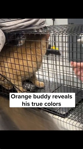 424K views · 10K reactions | Meet Cat Rangoon, he's just over the...