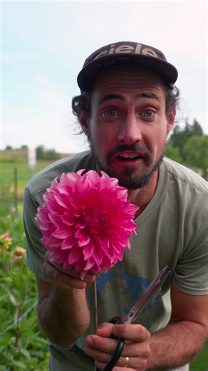 Islander is such an amazingly cool dahlia. I can’t wait to grow it again but make it as big as it can possibly get. This is an average sized islander bloom which is still waowwie