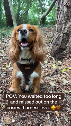 Don’t let this be you  The cosiest chocolate brown harness is almost gone! Last few remaining — add yours to your cart now before it’s too late 癩 #DogHarness #DogAccessories #SmallBusinessLove #SoldOutSoon #boodleandbark | Boodle and Bark | Facebook