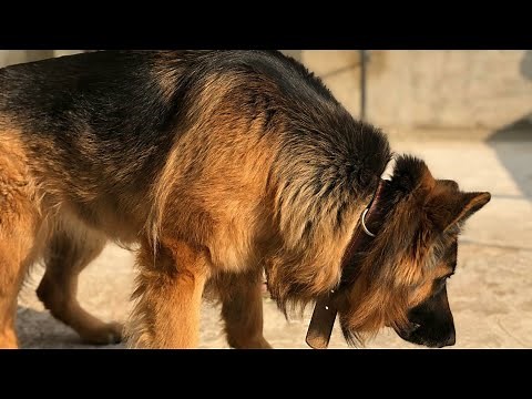German shepherd pregnancy transformation week by week