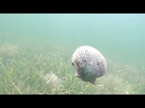 Swimming Scallop