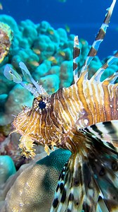 One of the Red Sea’s true icons 🦁🐠 Lionfish and their stunning details 🤩. | Red Sea Diving Safari
