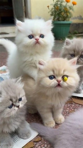 😻 Ces Chatons Persans Trop Mignons Vont Faire Fondre Ton Cœur !