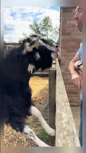 Funny vs Furious 😂 Unexpected Chaos Moments! #funnyanimals #shorts