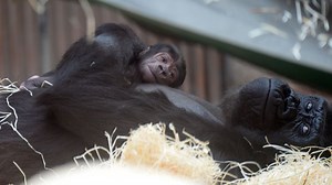 Gorilla gives birth to surprise baby