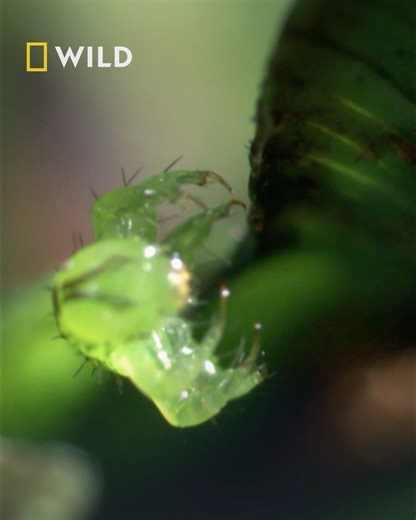 At first glance, this caterpillar seems perfectly ordinary, resting quietly on a leaf. But appearances deceive. Unlike most of its relatives, this tiny predator does not nibble on foliage. Equipped with pincer-like arms, it waits in stealth, hidden between two leaves, poised to snatch an unsuspecting fruit fly. Curiously, the majority of caterpillar species native to Hawaii have evolved carnivorous habits, though the cause remains unknown. Watch World's Weirdest, on Monday 12th January at 7pm, o