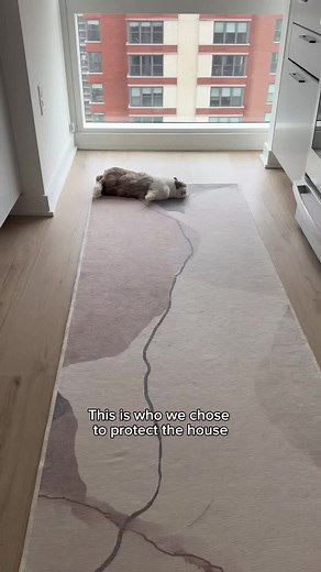 El camino arcoíris de bunnycritter: nuestro protector