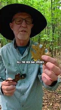 How to select what trees to terminate