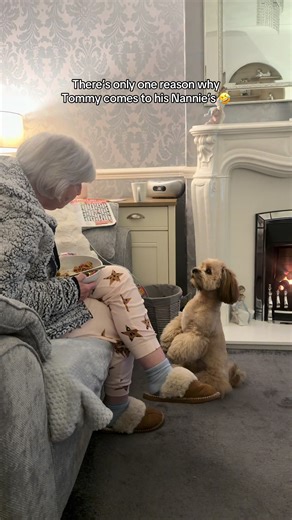 Lhasa Apso Dog's Hilarious Wait for Ham