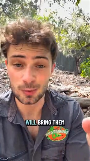 Today's Creature: Giant Burrowing Cockroach 🪳 The giant burrowing cockroach (Macropanesthia rhinoceros), also known as the rhinoceros cockroach and Queensland giant cockroach is a large cockroach native to Australia, found mostly tropical and subtropical parts of Queensland. They are the world's heaviest species of cockroach and can weigh up to 30-35 grams[1][unreliable source? and measure up to 7.5-8 cm (3.1 in) in length. It is a member of the family Blaberidae, which contains hundreds of spe