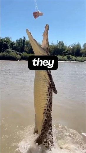 🐊 The World's Largest Crocodile 😱