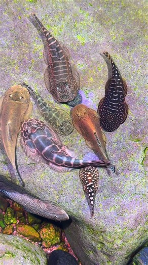 Discovering Gastromyzon: The Unique Hillstream Fish