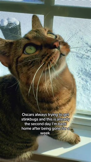 Cats vs. Stinkbugs: Hilarious TikTok Moments