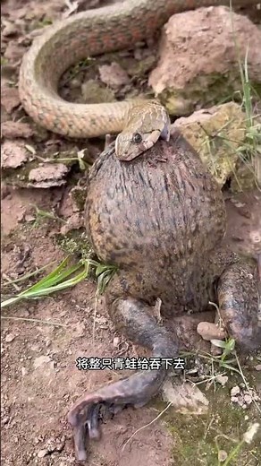 The power of red imported fire ants #WatchAnimalWorld #TasteLife #FunFactsSunday 795984