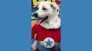 Dogs and their humans celebrate carnival in Brazil