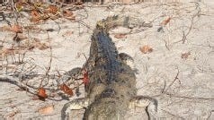 Melbourne Beach crocodile spotted in Indialantic, months after it was captured, relocated