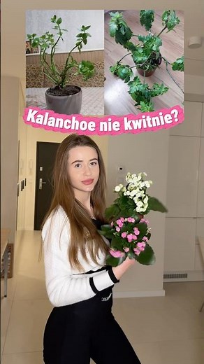 How to make your Kalanchoe bloom again🌸