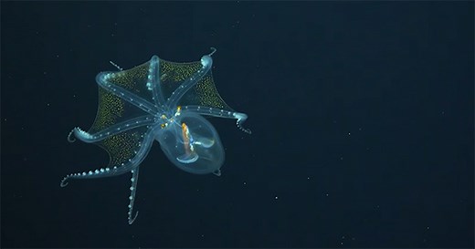 There’s More to the Story behind Rare Glass Octopus Footage