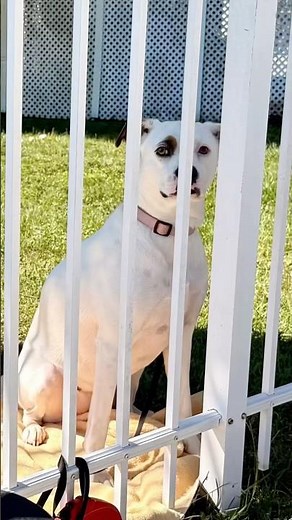 The cutest dog poses! ❤️❤️