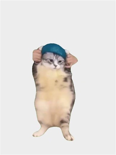 SpongeBob Cat memes 🐱 #catmemes #fypシ゚viral #funny #cat