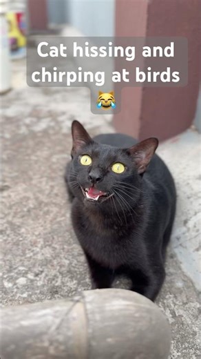 Cat chirps and hiss to attract prey! #funnycats