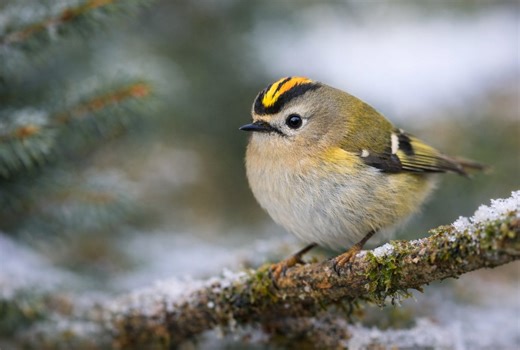 Cet oiseau au plumage jaune éclatant s’impose en ce début d’année : pourquoi il attire tous les regards (et comment l’accueillir chez vous)