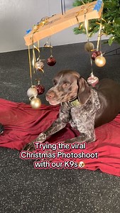 BTS of our paws-itively festive photo shoot 📸🎅🎄 | Lee County Sheriff's Office