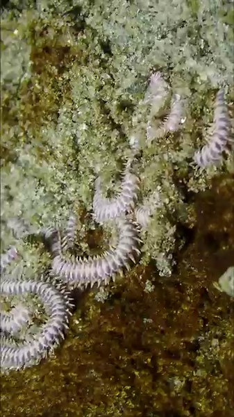 Bristle Worm 7 | Salish Sea Marine Wildlife | #Shorts