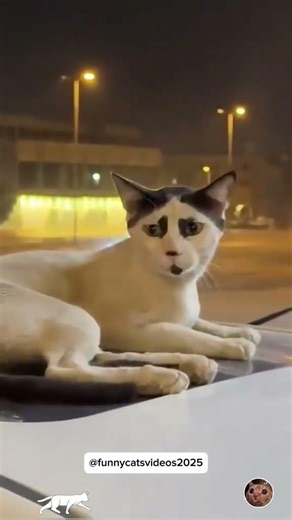 🤣Funny Animals 2026🤣Funny Cats Video🐱 part-100 #funnyanimals #funny #funnycats