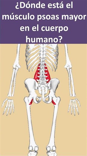 Músculo psoas mayor