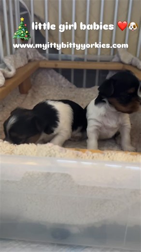 My itty bitty yorkies | How cute are these 2 little precious girl babies! 🎁 yorkiebabies #yorkie 8186534815 #yorkiepuppies #yorkiepups #yorkiesofinstagram... | Instagram