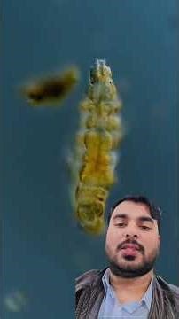 on other tardiarades and tinv animals. Ifvou're a cow in a pasture, vou don't need tcs #calve #fyp