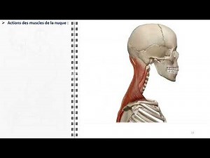 ANATOMIE FMPM LA NUQUE