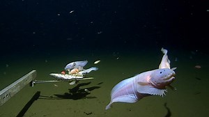 The Snailfish | Watch the Deepest Fish to Ever be Filmed | Britannica