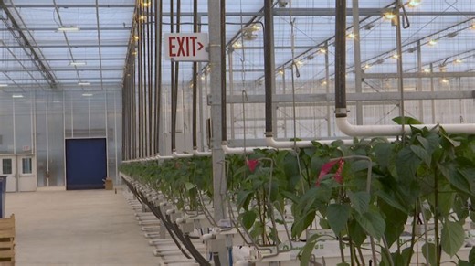 North Dakota going green: MHA Nation hosts grand opening for Green Grow Greenhouse
