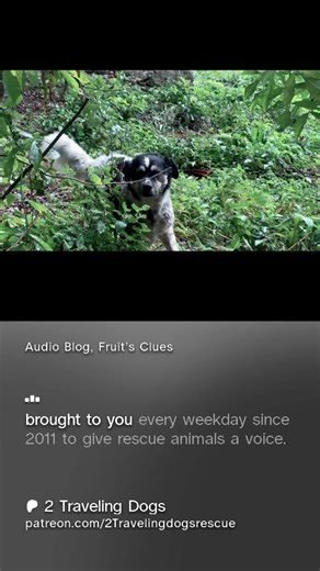 Get today’s audio podcast at https://www.patreon.com/posts/audio-blog-clues-142424806 | 2 Traveling Dogs