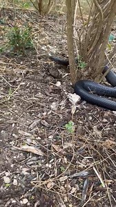 143K views · 855 reactions | Check out that ssSsslither  The docile and nonvenomous indigo snake is the largest snake in North America, growing up to 9 feet long. Despite its looks, it’s really just a chill snake 路‍♀️  Ranger Abran at Estero Llano Grande State Park #WildlifeWednesday #TexasStateParks | Texas State Parks | Facebook