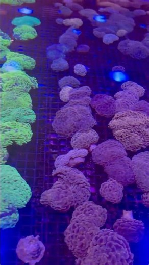 🔨🪸 HammerCoral! “Euphyllia Ancora”!! #ancora#like#hammer#hammercoral#coralshorts#aquarium#reeftank