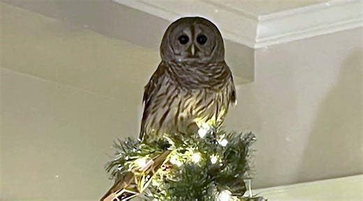 Owl Flies Down Family's Chimney and Lands on Their Christmas Tree Replacing the Star on Top
