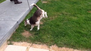 Augie the dog pees while doing handstands