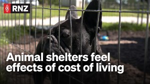 Rescue shelters are being pushed beyond their limits with a record number of sick and malnourished animals being abandoned. The rising cost of living has many people struggling to even make ends meet for themselves, let alone their pets. | Morning Report | Facebook