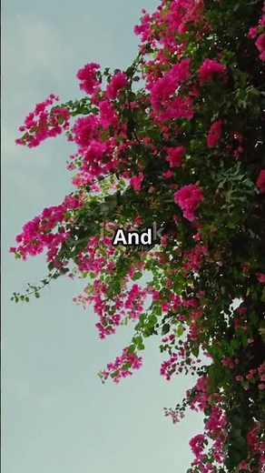 Discover Cartagena - A 45 Second Adventure!