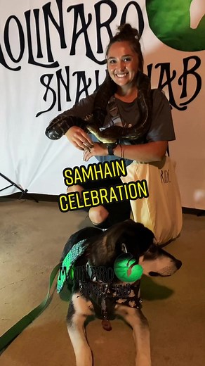 🐍 The spooky season is my favorite time of the year! 🧪 #nourisheveryyou #moreliabredli #bredlipython #reptiles #reptile #reptilesoftiktok #wizard #australiansnakes #australiansnake #aussiesnake #babysnakes #bigsnakes #samhain #halloween #pagan #snakes #morelia #witchesfamiliar #Königspython #ballpython #python #pitone #piton #royalpython #pythonregius #pythons #paganpride #elpaso #mysticalmarket #eptx #texas #lascruces #newmexico #witchyvibes #witchtok #pets #educator #lifescience #snaketok #p